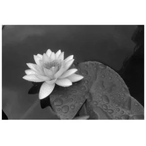 Photo noir et blanc sur Dibond