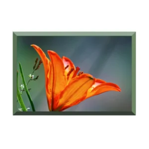 Lys orangé cadre dégradé vert